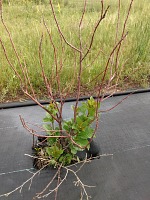 Chokecherries did not give up, fixing last year's aphid damage. Chokecherries did not give up, fixing last year's aphid damage.