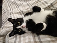Hugo remains a cuddly kitten. Hugo remains a cuddly kitten.