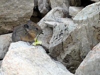 Pika. Pika.