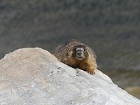 A marmot at Snowy Range. A marmot at Snowy Range.
