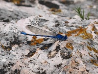 A dragonfly at the Bent Rock. A dragonfly at the Bent Rock.