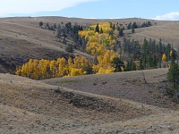 Trees in a gully.