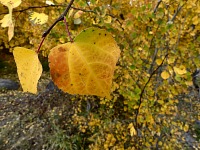 This year's autumn seemed short to me shomehow.