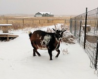 My goaties are by far not as happy about the snow as I am.