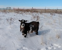 Mick also couldn't wait for winter; he likes to wander in fresh snow. Mick also couldn't wait for winter; he likes to wander in fresh snow.