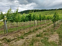 We walked among vineyards to get dinner. We walked among vineyards to get dinner.