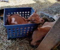Rory bude koza rohatá, doufáme ale, že zůstane stejně (rozto)milý jako teď.
