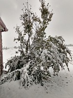 Obávala jsem se, že stromek, který zapomněl shodit listy, skončí s polámanými větvemi. Obávala jsem se, že stromek, který zapomněl shodit listy, skončí s polámanými větvemi.