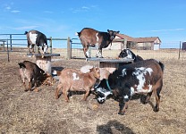 Warm weather prevailed at the onset of January - and my goaties could snack on autumn leaves. Warm weather prevailed at the onset of January - and my goaties could snack on autumn leaves.