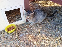 In the middle of arctic winter, a hungry kitten showed up at our door. In the middle of arctic winter, a hungry kitten showed up at our door.