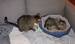 The kitten found refuge from the cold on our couch - in its function of a third OUTDOOR cat. The kitten found refuge from the cold on our couch - in its function of a third OUTDOOR cat.