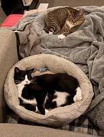 This is the outcome of our request for outdoor cats... This is the outcome of our request for outdoor cats...
