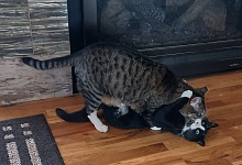 Hugo and Guido sometimes play cat games.