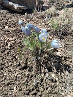 Crocuses bloomed up on the hill. Crocuses bloomed up on the hill.