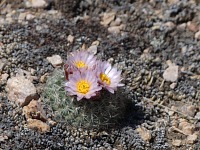 Cacti also bloomed up on the hill. Cacti also bloomed up on the hill.