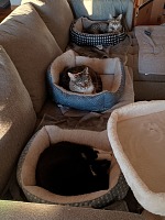 Our three "barn" cats. Our three "barn" cats.