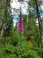 Kossdalen: cestou na nás mávaly mnohé náramné náprstníky. Kossdalen: cestou na nás mávaly mnohé náramné náprstníky.