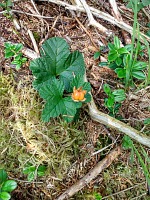 Fløyen: nezralá cloudberry neboli moruška. Fløyen: nezralá cloudberry neboli moruška.