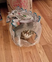 Dante is now the only child in our household. Dante is now the only child in our household.