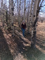 Cestička vede osikami. Cestička vede osikami.