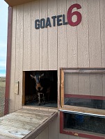 Kozenky ani netušily, že nám hrozila evakuace goatelu. Kozenky ani netušily, že nám hrozila evakuace goatelu.