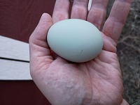 Vejce o slunovratu. Vejce o slunovratu.