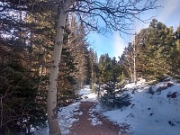 V půlce ledna mírně nasněžilo - ale ne natolik, aby byl sníh pod stromy. V půlce ledna mírně nasněžilo - ale ne natolik, aby byl sníh pod stromy.