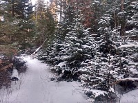 V lese to vypadá trochu nadějněji. V lese to vypadá trochu nadějněji.