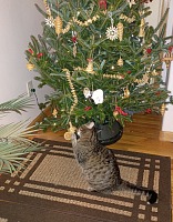 Dante se ke stromečku chovala docela hezky. Dante se ke stromečku chovala docela hezky.