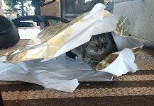 Nejúspěšnější dárek. Nejúspěšnější dárek.