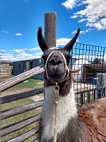 Nice Fred the llama.