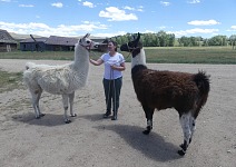 Three llamas.