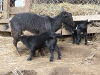 In spring of 2017 Licky gave birth to Blackberry and Starburst.