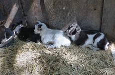 Licky was born to Pixie - all the way left - names Licorice, Marshmallow and Oreo make sense once you notice the baby goats' colors.