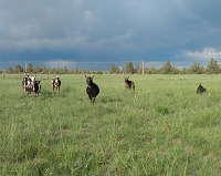 Green Pastures.