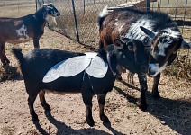 Licky was lately tormented by arthritis - that lifted front right hoof is no accident, she favored it a lot.