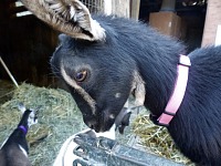 We liked the merry, curious little goat very much, and soon she became ours.