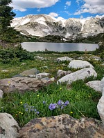 It is springtime in the mountains, with lots of flowers.