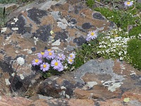 Violet mountain daisies.