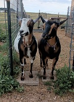 Licorice's twins Enya and Loreena.