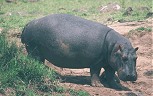 Hippo