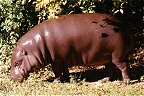 Hippo