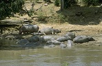 Hippo