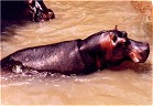 Hippo