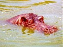 Hippo