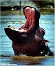 Hippo