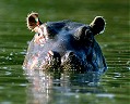 Hippo