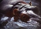 Hippo