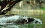 Hippo