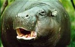 Hippo